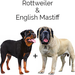 English Mastweiler Dog